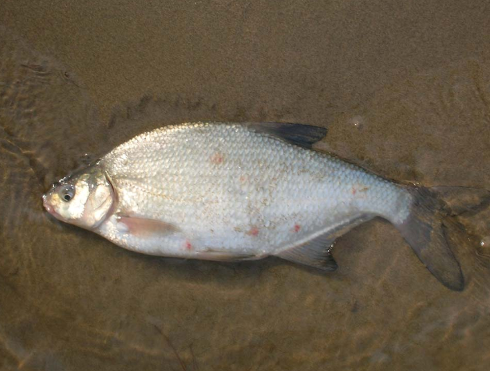 Не клюёт лещ весной? Исправьте эти 3 ошибки!