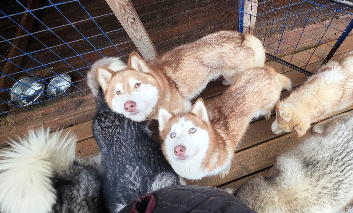 Хагрид и Джинни, спасены с усыпления щенками