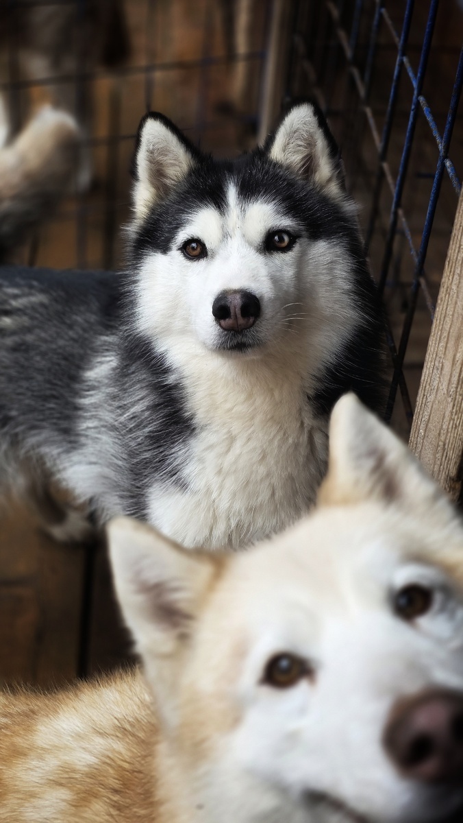 Сима, спасена из Белгорода 