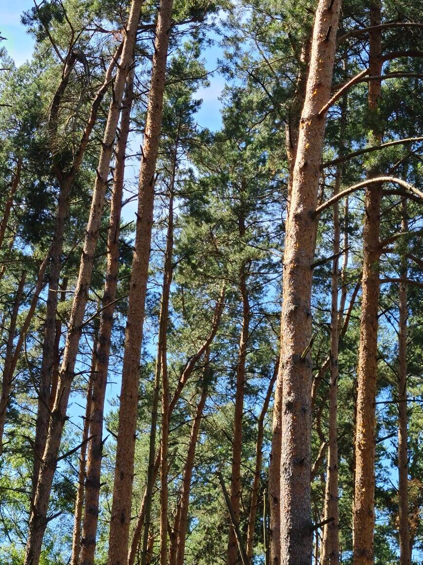 
 Начну четверг я с чистоты.
И в помыслах, и в окруженьи.
Ведь мир таков, как видишь ты.
В своем зеркальном отраженьи.
 
Протру я зеркало судьбы
И отмахнусь от наважденья.
Со мной Любовь. И к ней мольбы
О том, что дар, а что – забвенье.
 
Блестит душа, забыв о грешном.
И колокольный звон вдали.
В движеньи жизни бесконечном
О счастье просит Натали…
Наталья Казакова, 9 апреля 2026 г.