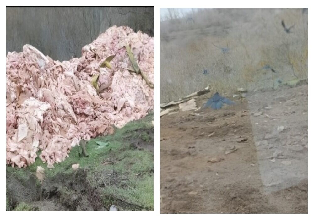    Источник: Россельхознадзор