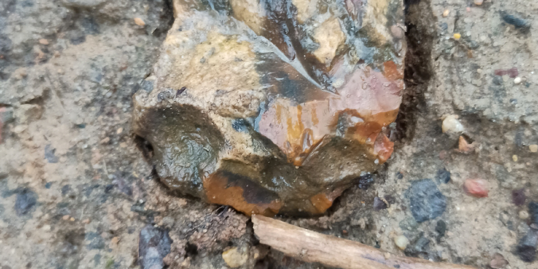 Пёстрый кремень в мягкой весенней почве