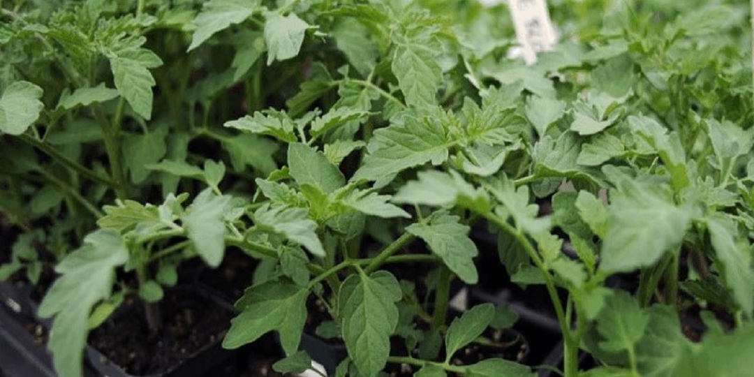 Хочешь здоровую томатную рассаду? Примени этот «секретный» (не секретный) ингредиент. Или что скрывает "большая химия" все научно, если что