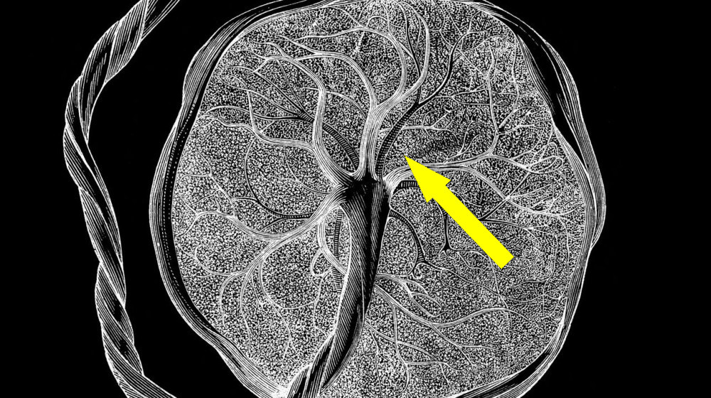   Уникальные клетки, о которых никто не знал, просматриваются только во время беременности