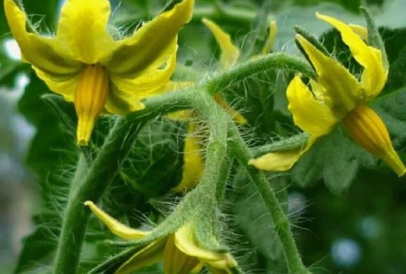 Томаты заложили первую кисть: что делать, чтобы помидоров было много, а болезней — ноль