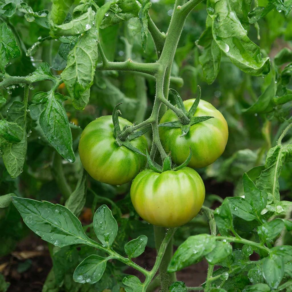 томаты в открытом грунте