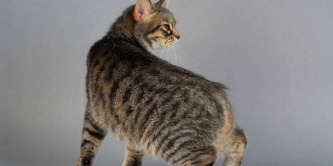 Почему бывают кошки без хвоста?