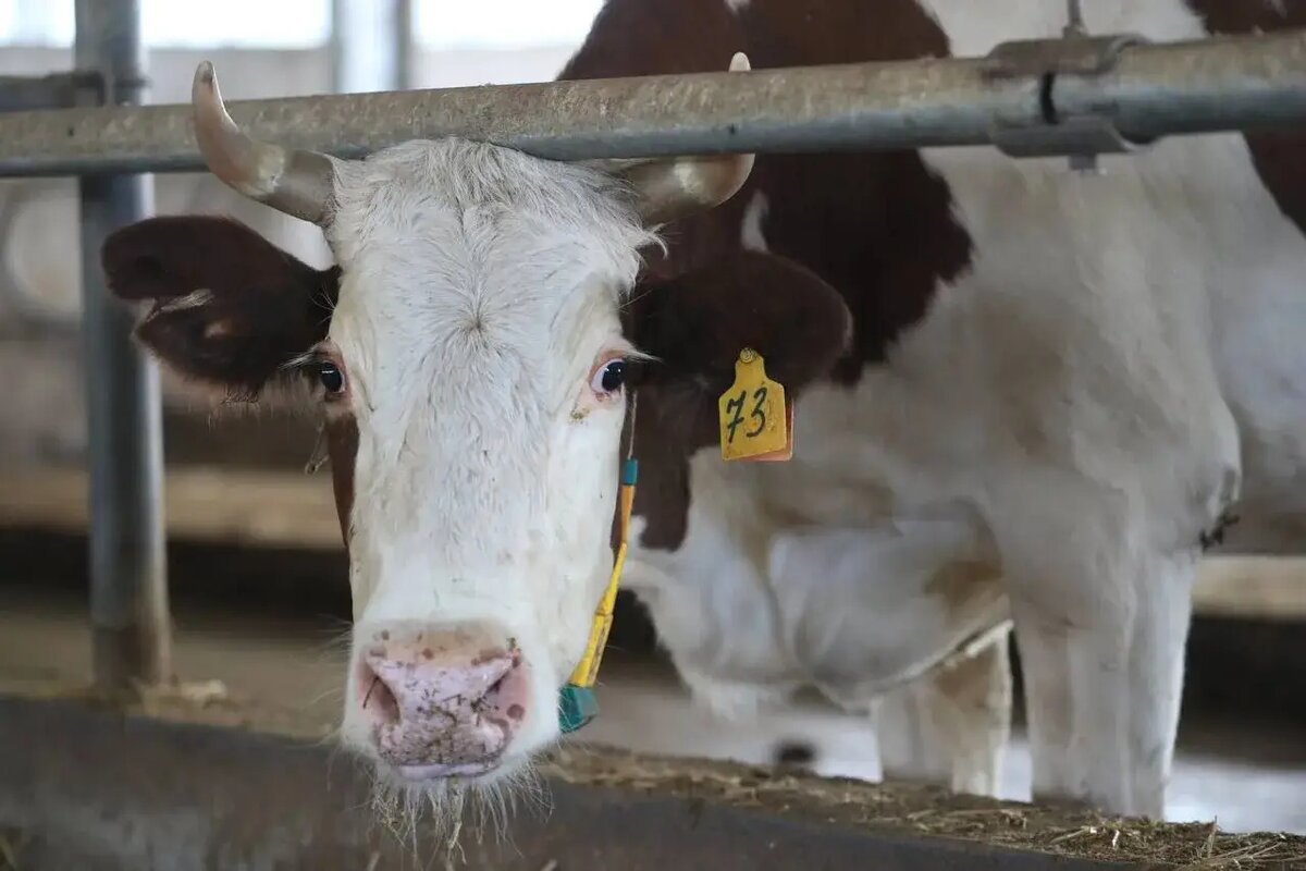     © Пресс-служба главы Ингушетии. Юсуп Ханиев