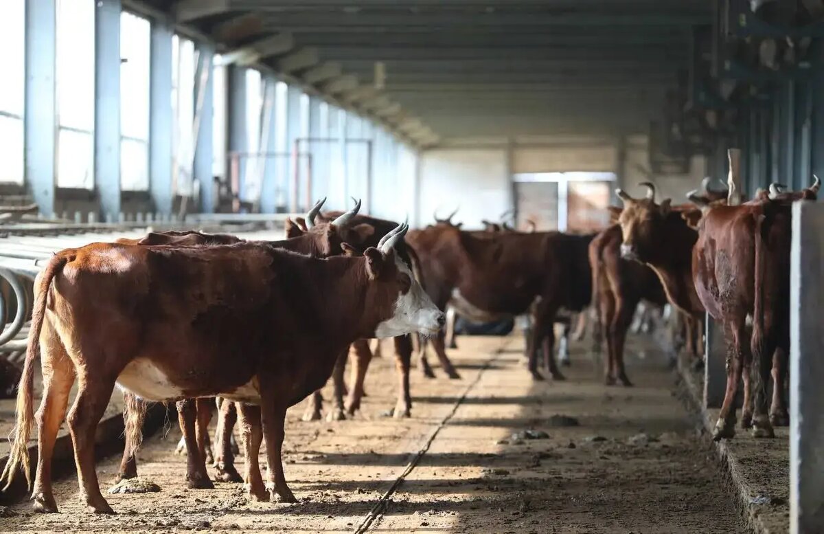    © Пресс-служба главы Ингушетии. Юсуп Ханиев