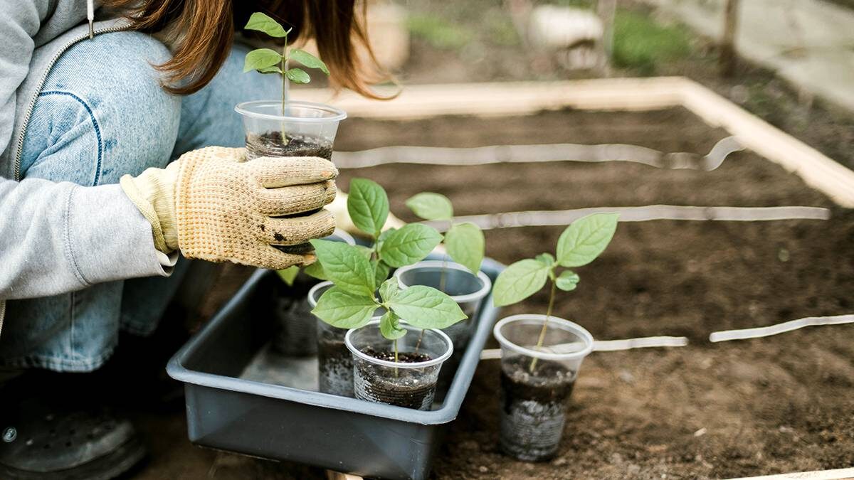    Фото: Shutterstock