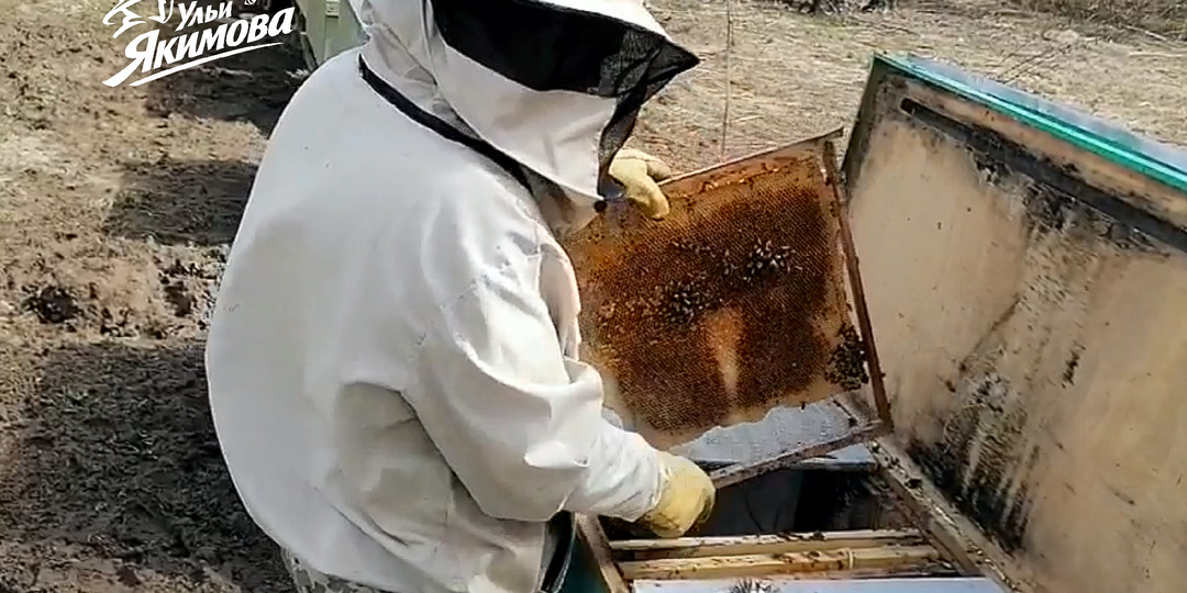 Как получить много весеннего мёда в ульях Якимова без таскания тяжёлых корпусов