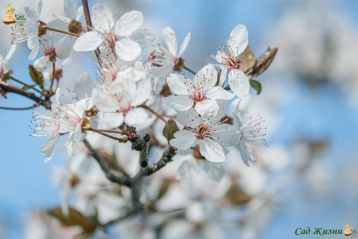 Цветение — самый уязвимый момент: именно здесь чаще всего «теряется» урожай