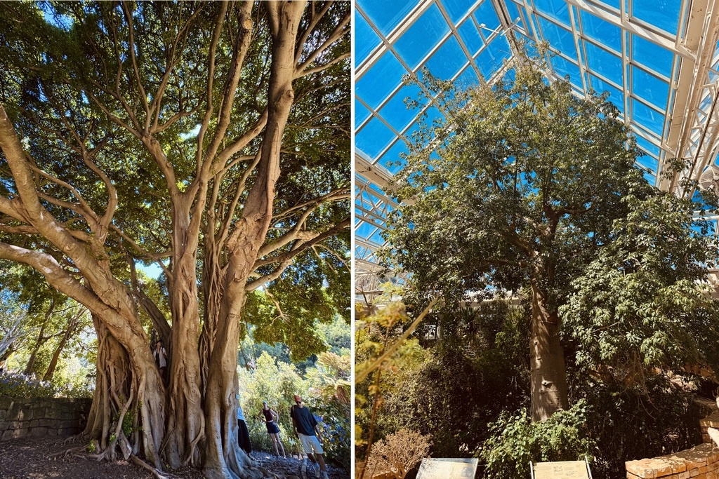 Ботанический сад Кирстенбош, которому больше 100 лет, одно из туристических мест Кейптауна. Фото предоставлены героиней статьи 