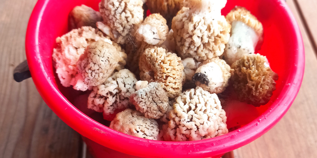 🌿 В Чулекской балке: сморчки среди степных просторов🌿