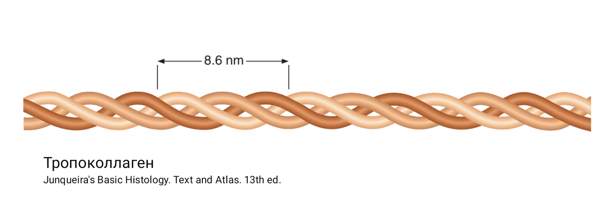 Молекула тропоколлагена, состоящая их 3 альфа-цепей.