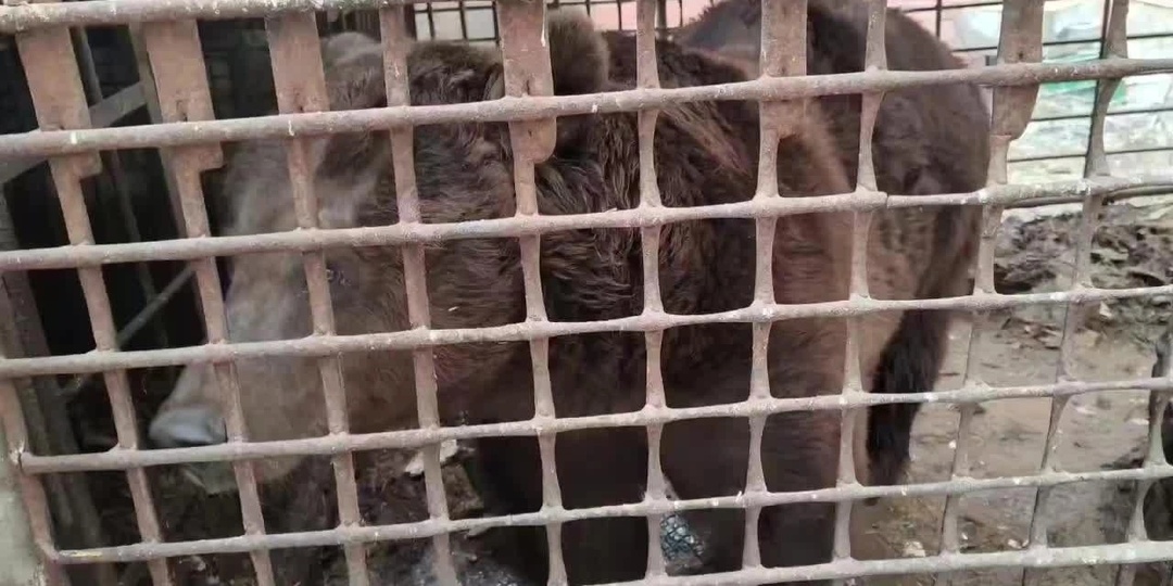 «Мы не можем забрать каждого, но будем бить тревогу»: вся страна ищет выход для медведя Степана, который десять лет прожил в клетке