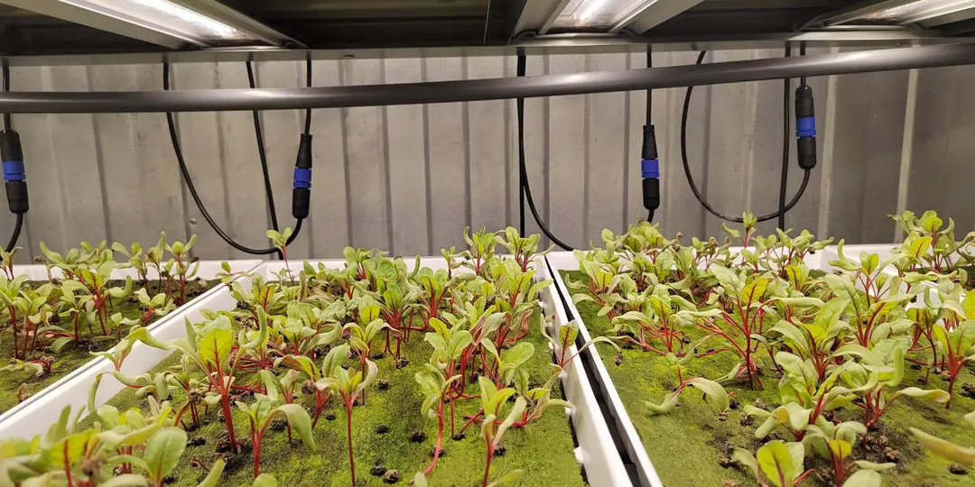 Антиоксиданты из микрозелени