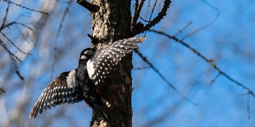    Алена Бобрович