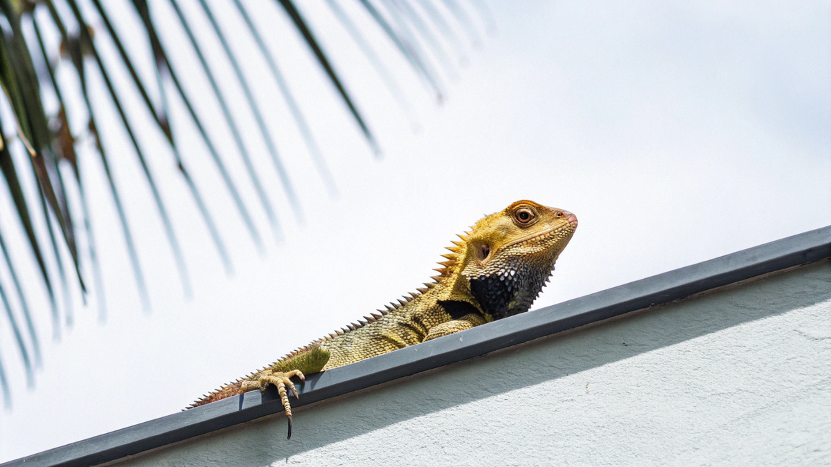    Переход к реберному дыханию дал рептилиям решающее эволюционное преимущество при освоении суши