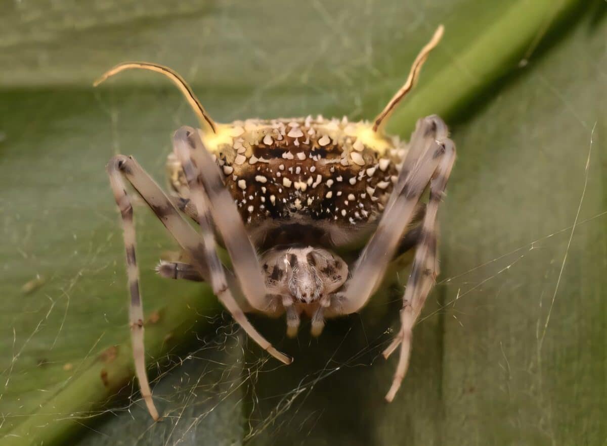    Новый амазонский паук Taczanowskia waska / © David Diaz-Guevara / Zootaxa