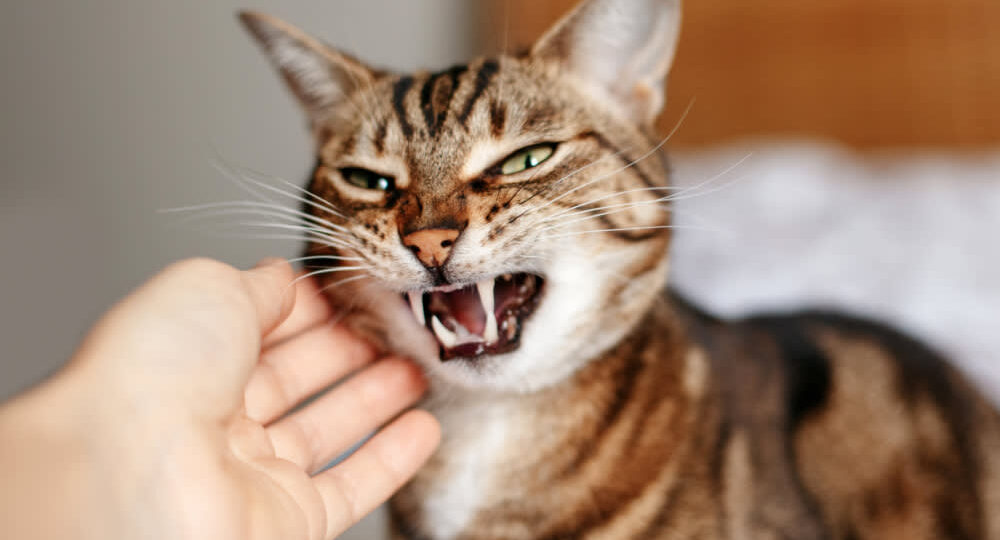 Какие люди не нравятся кошкам: 5 признаков их неприязни к человеку