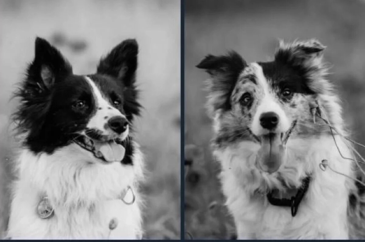    Двух поисковых собак застрелили в Псковской области