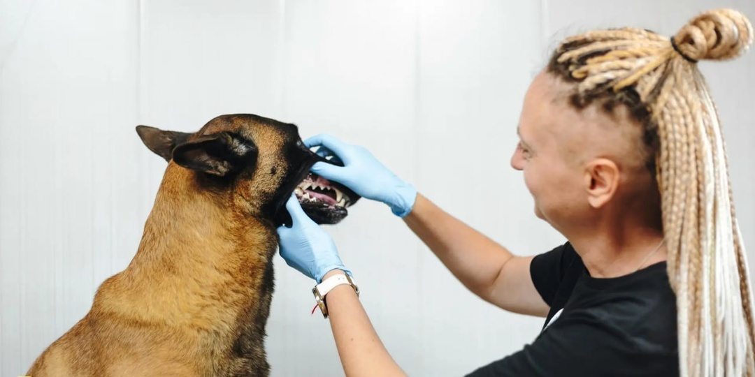 Неприятный запах из пасти у собаки - это не просто «особенность», а первый сигнал проблемы