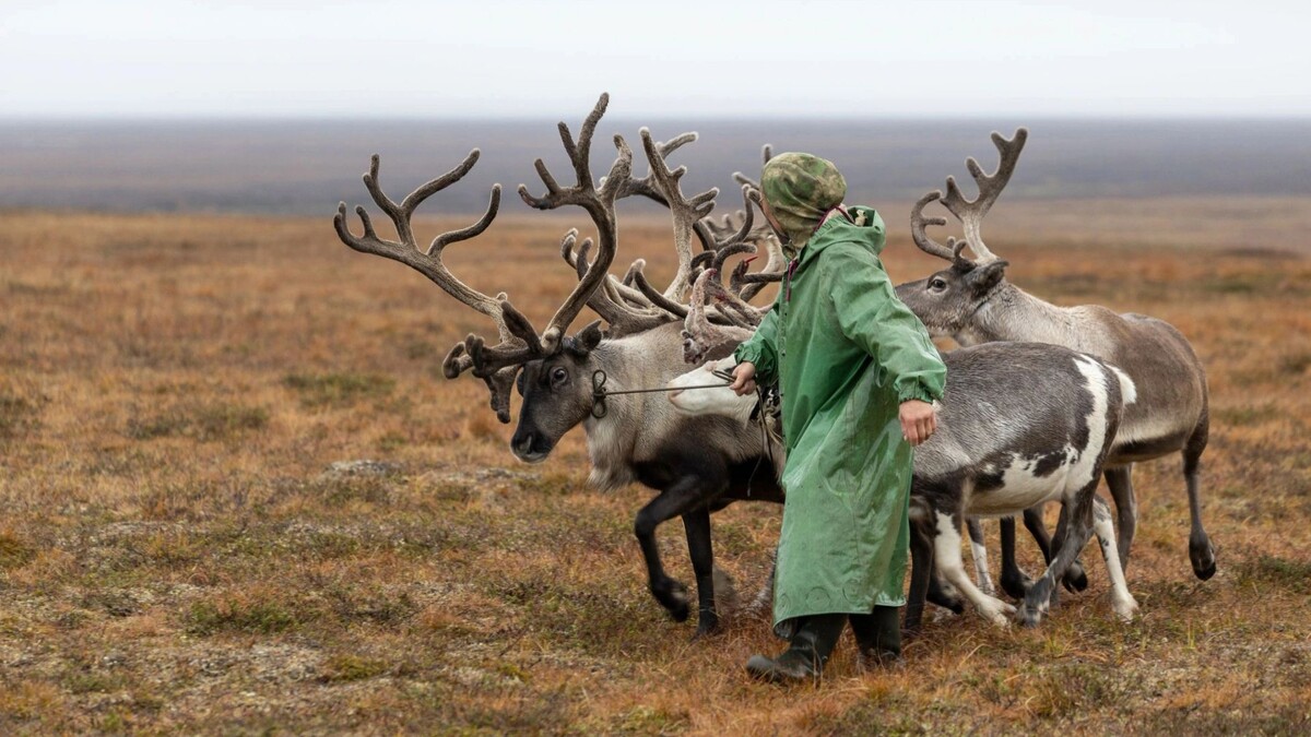    Фото: Федор Воронов/«Ямал-Медиа»