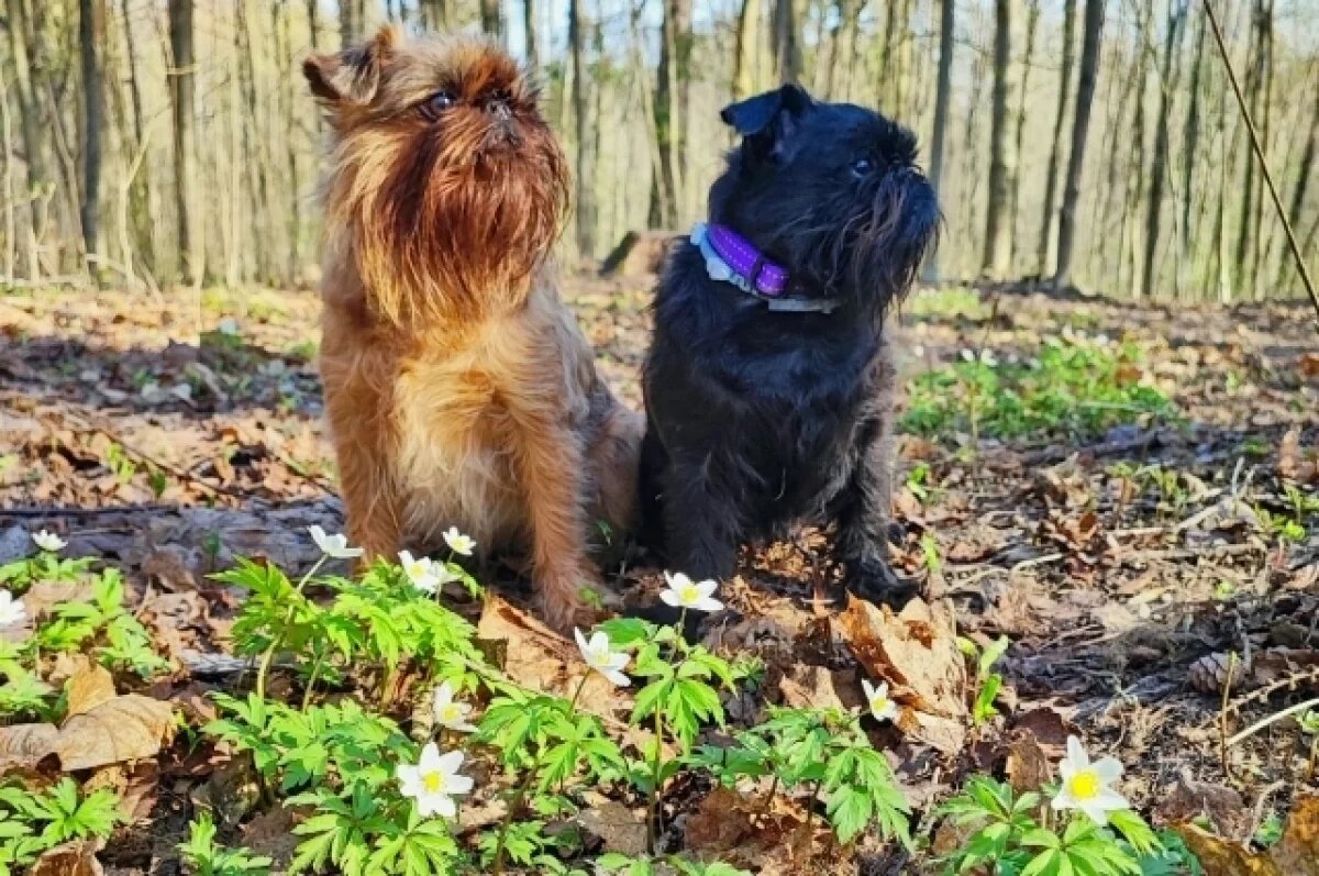    В Италии разрешили брать оплачиваемый отпуск по уходу за питомцем