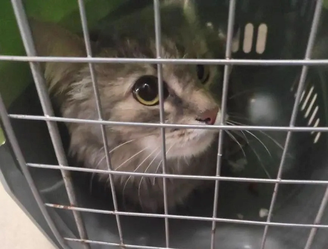 Фото: предоставлено пресс-службой ГУФССП России по Челябинской области
