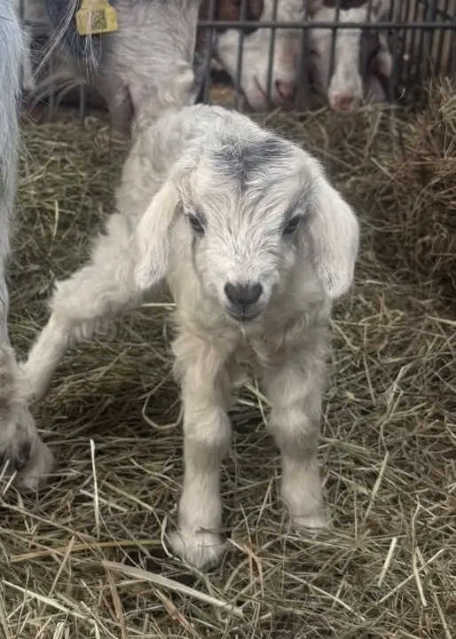    фото: © Карельский зоопарк