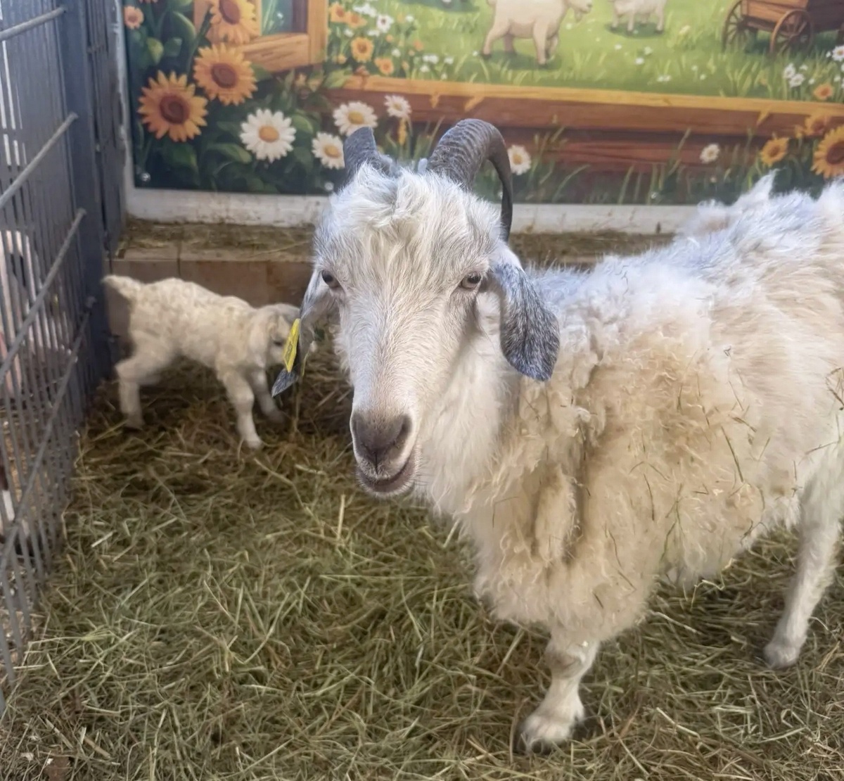   Козленок ангорской породы родился в Карельском зоопарке© Карельский зоопарк