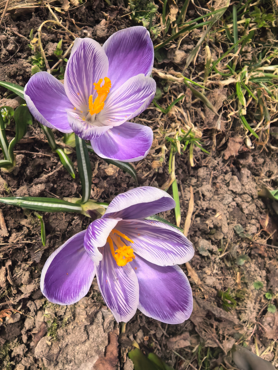 Мои крокусы