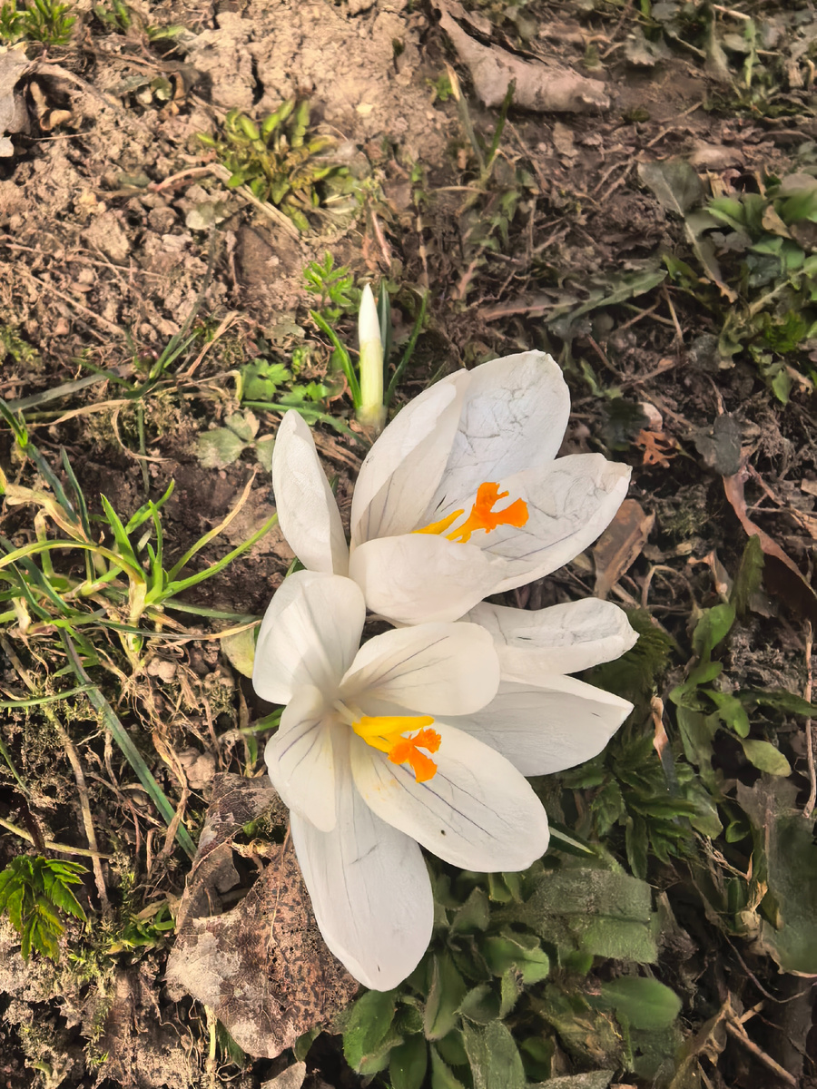 Мои крокусы