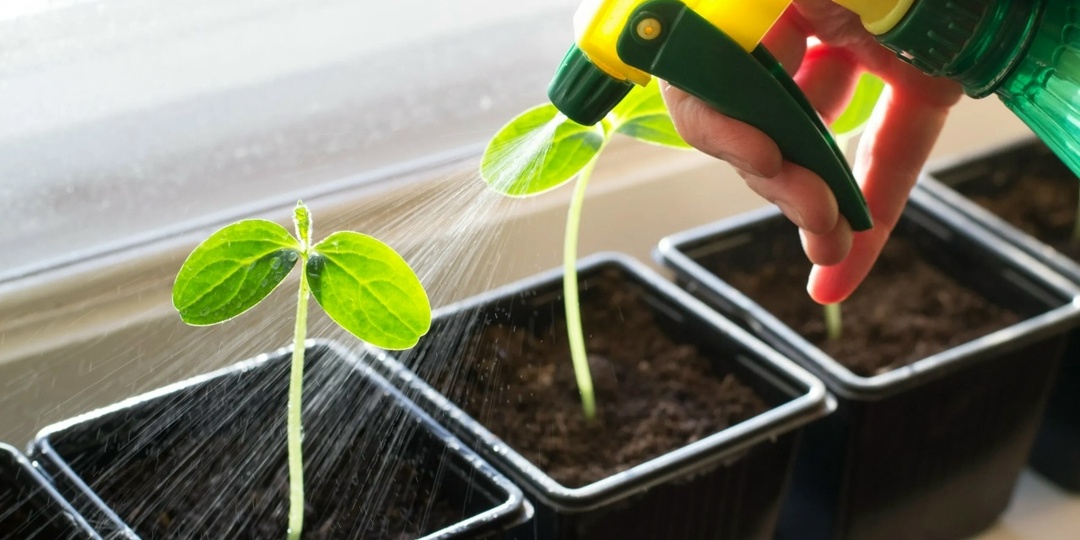 КАК ЧАСТО НУЖНО ПОЛИВАТЬ РАССАДУ.