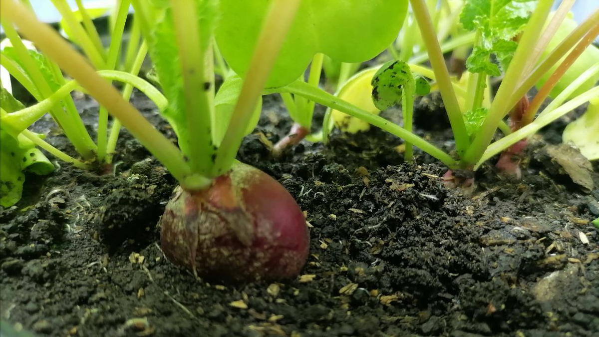 Этот редис я вырастила на подоконнике в феврале, фото автора