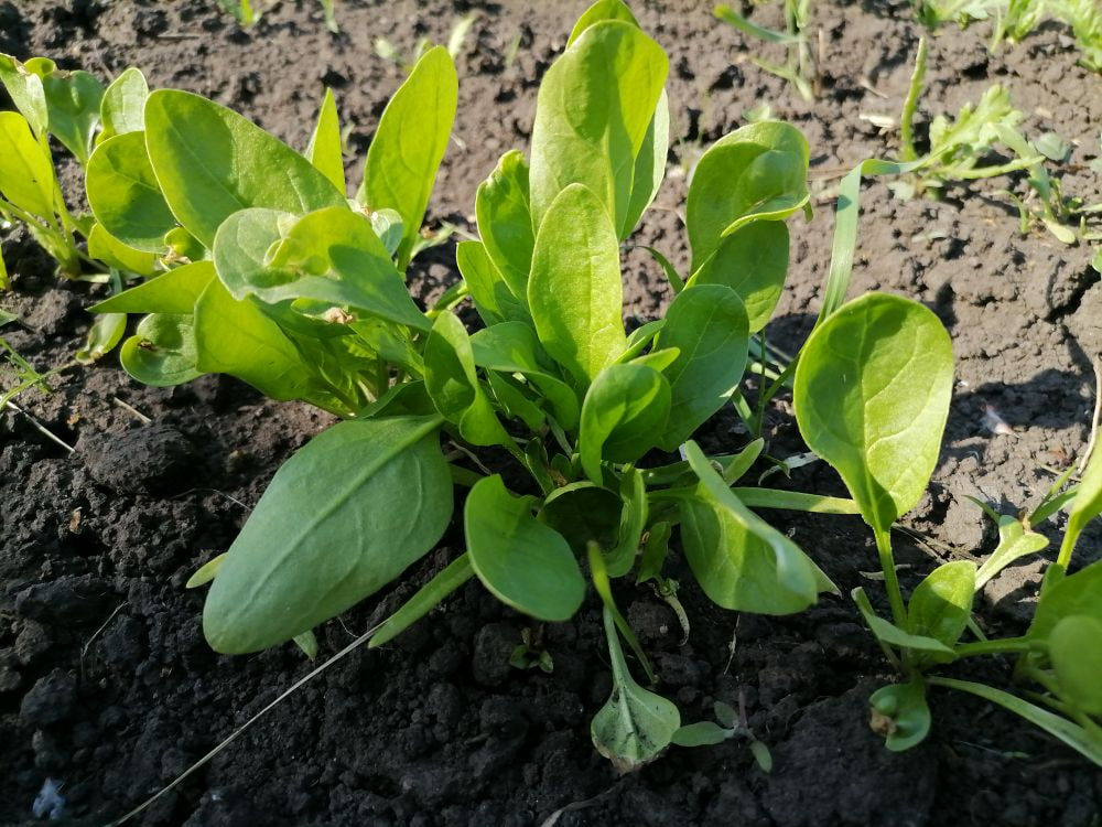Шпинат можно сажать в грунт в апреле, фото автора
