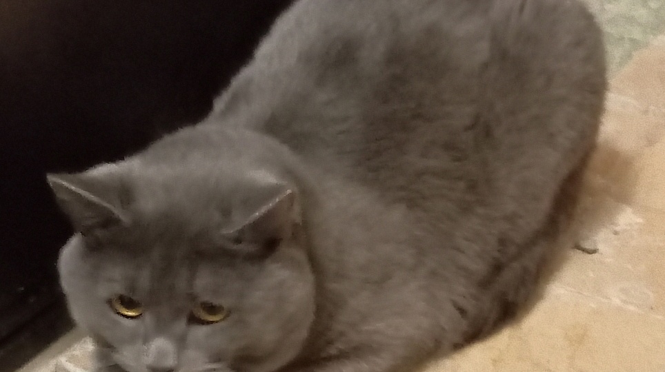 Котик, неизвестным образом попавший в чужой подъезд, благодаря неравнодушным людям обрел дом, стал любимцем семьи