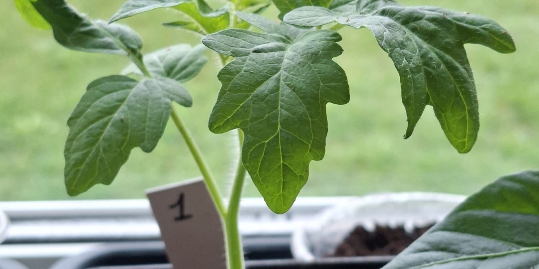 Титаны на грядке: потрясающая генетика томатов от Дэна Сазерлэнда