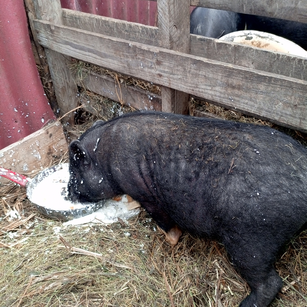 Фото из архива нашего лпх. Нямыш.