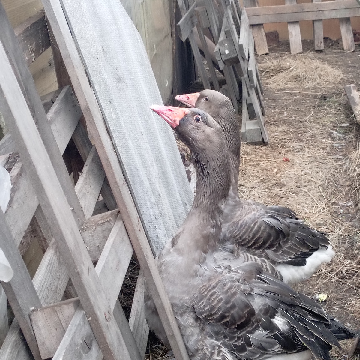 Фото из архива нашего лпх. Серые.