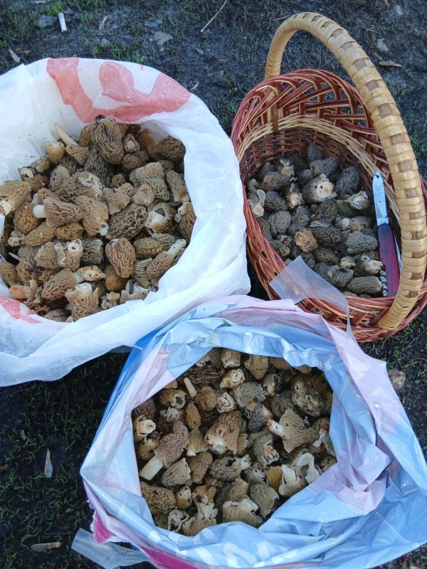     © фото - ВК Курские грибники, грибы, ягоды