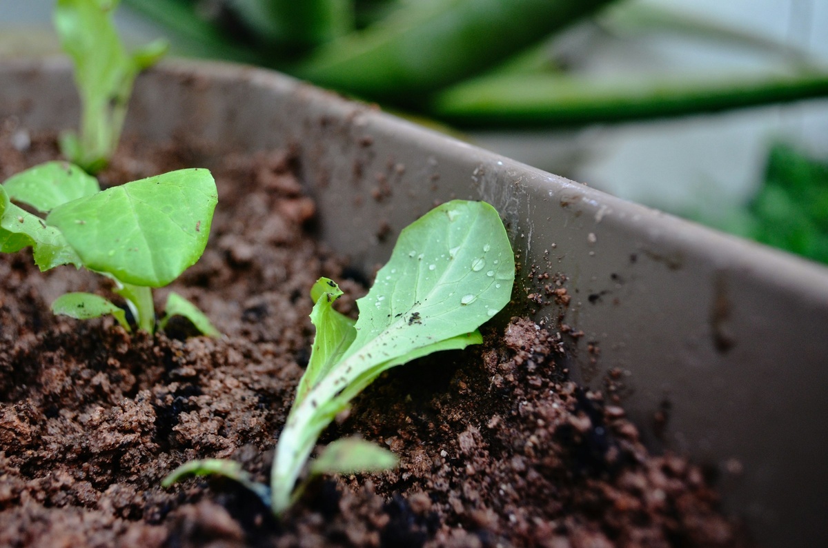 Фото: Kew Li Wen/Unsplash