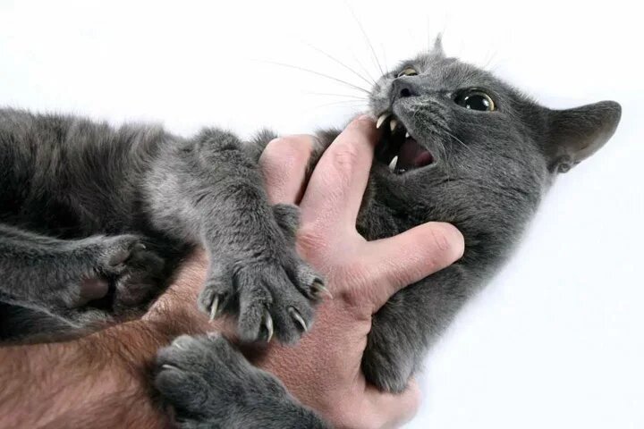 Почему кошка кусает человека от любви и радости, и что с этим делать