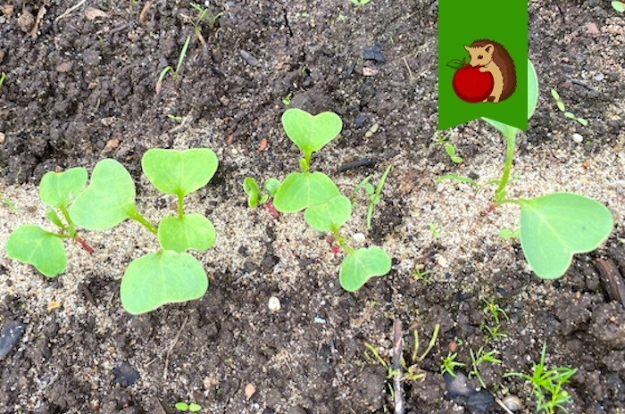 Если посеяли густо – не забудьте проредить!