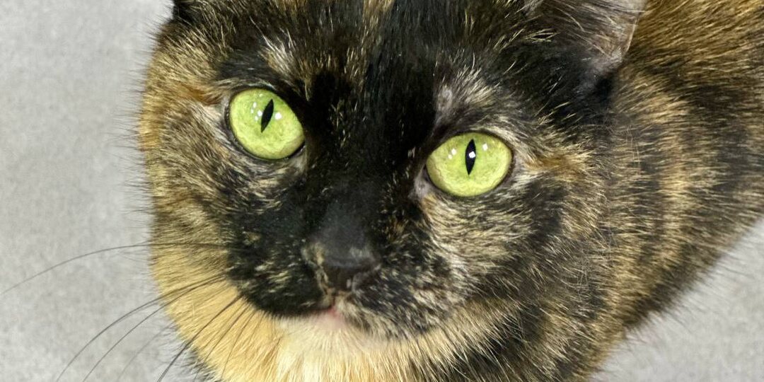 Кошки никому не игрушки.