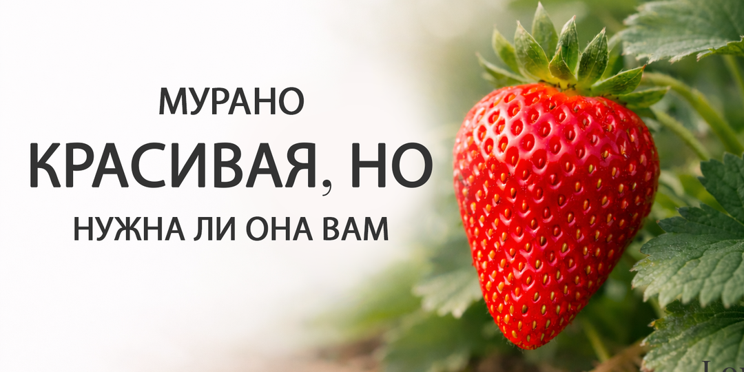 Клубника Мурано: описание сорта, фото, отзывы, вкус и стоит ли сажать весной