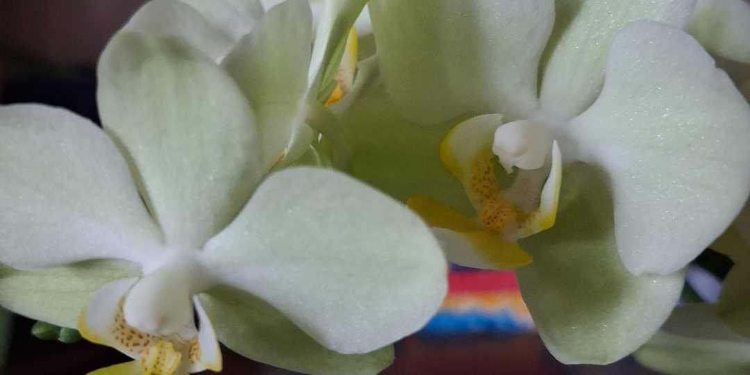 Домашняя радость в "нелетную" погоду. Круглогодичное цветение орхидей в квартире - не миф, а реальность.