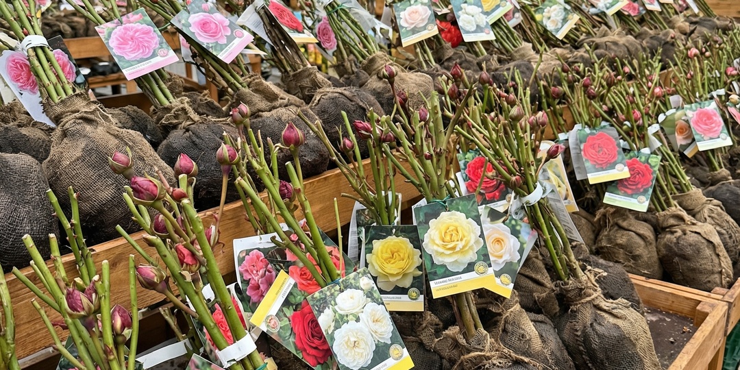 12 роз с рынка за 200 рублей — 10 живут и цветут. Мой метод выбора