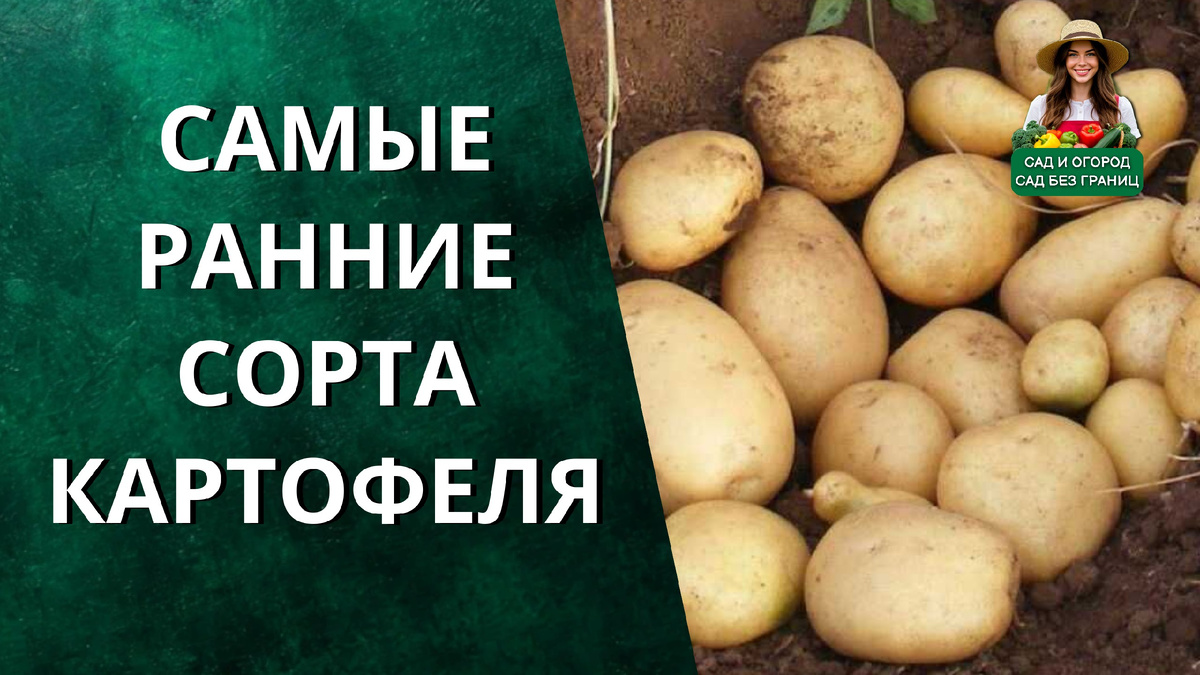 Ранние сорта картофеля.